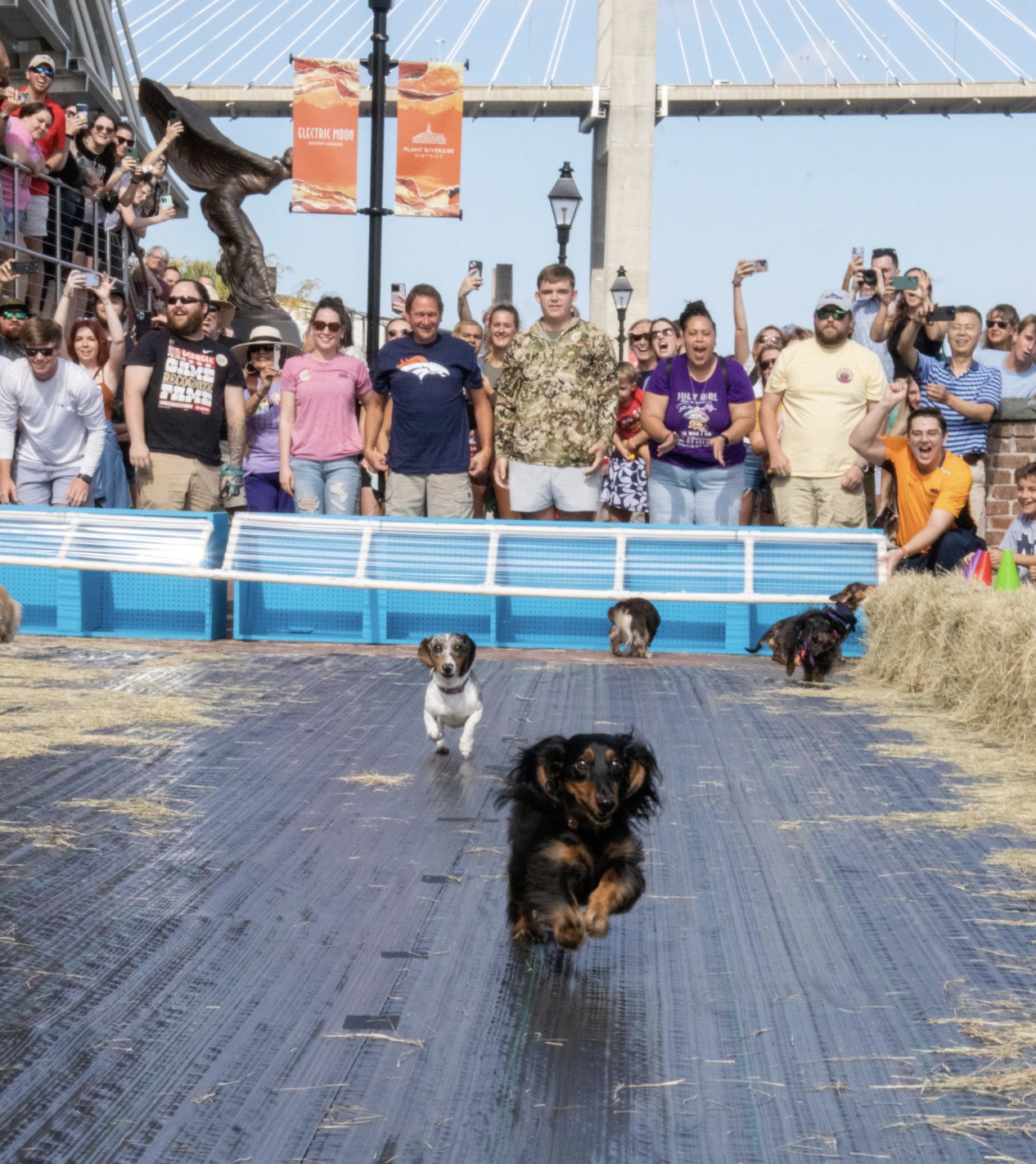 Savannah Wiener Dog Races